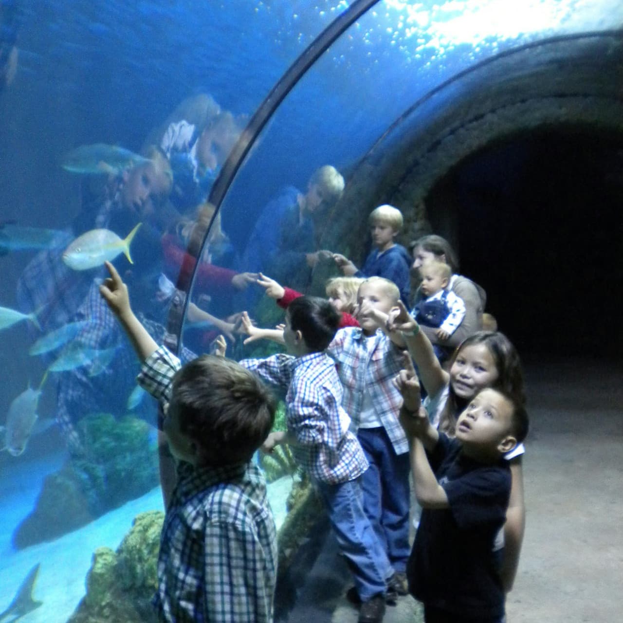 Downtown Aquarium Denver Ticket - image 10