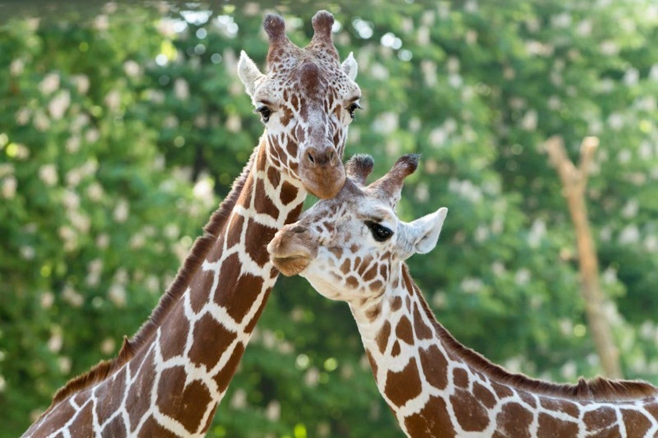 Schonbrunn Zoo - main image