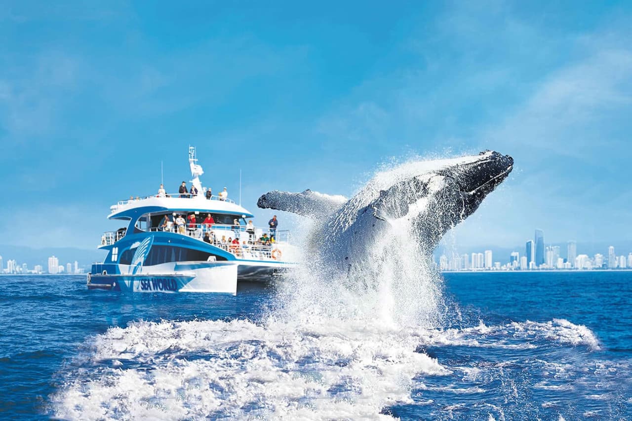 Gold Coast Whale Watching Cruise aboard Sea World Cruises - image 2