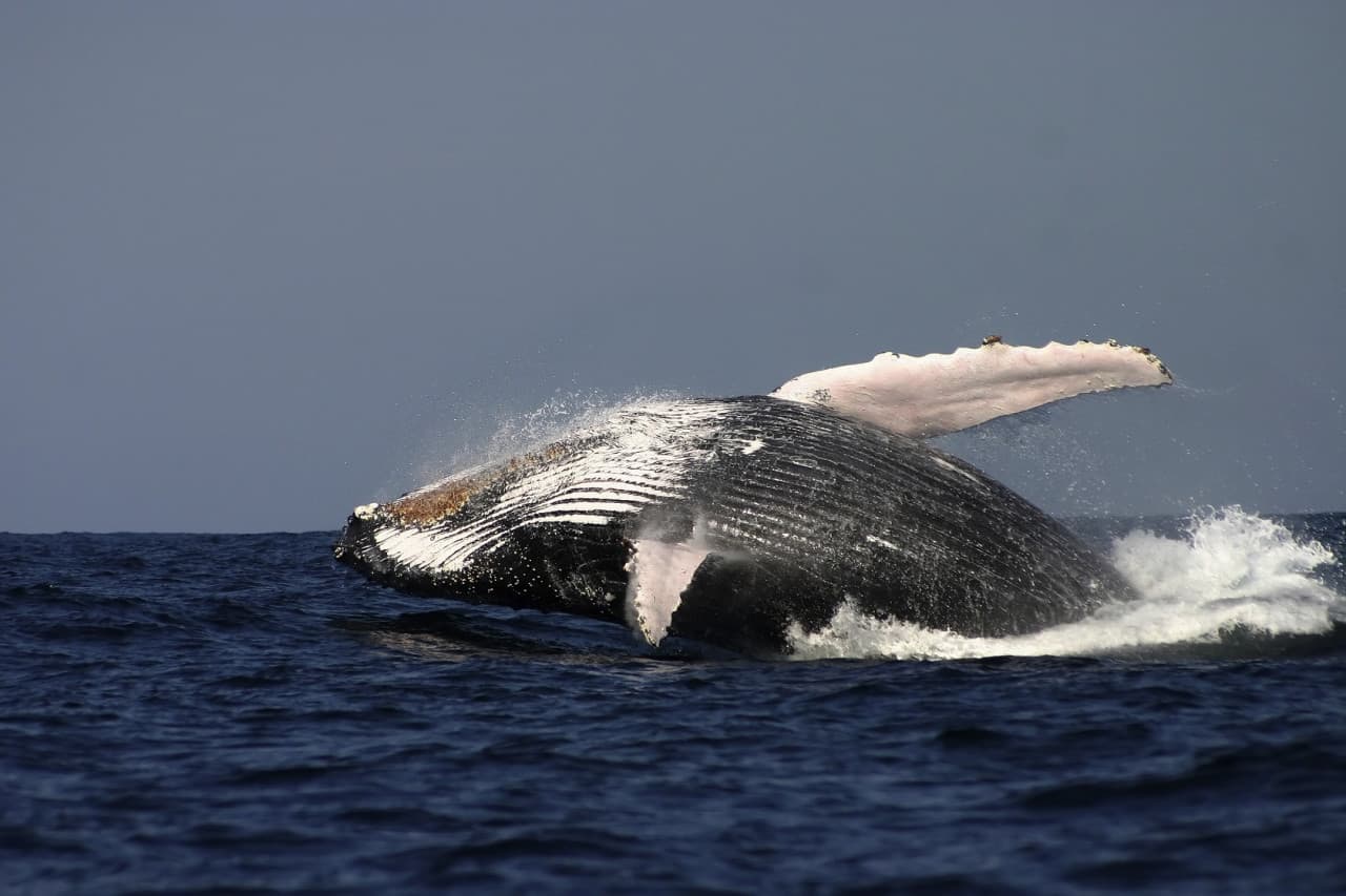 Sydney Whale Watching Cruise with Breakfast or Lunch with Sydney Princess Cruises - imagen 7