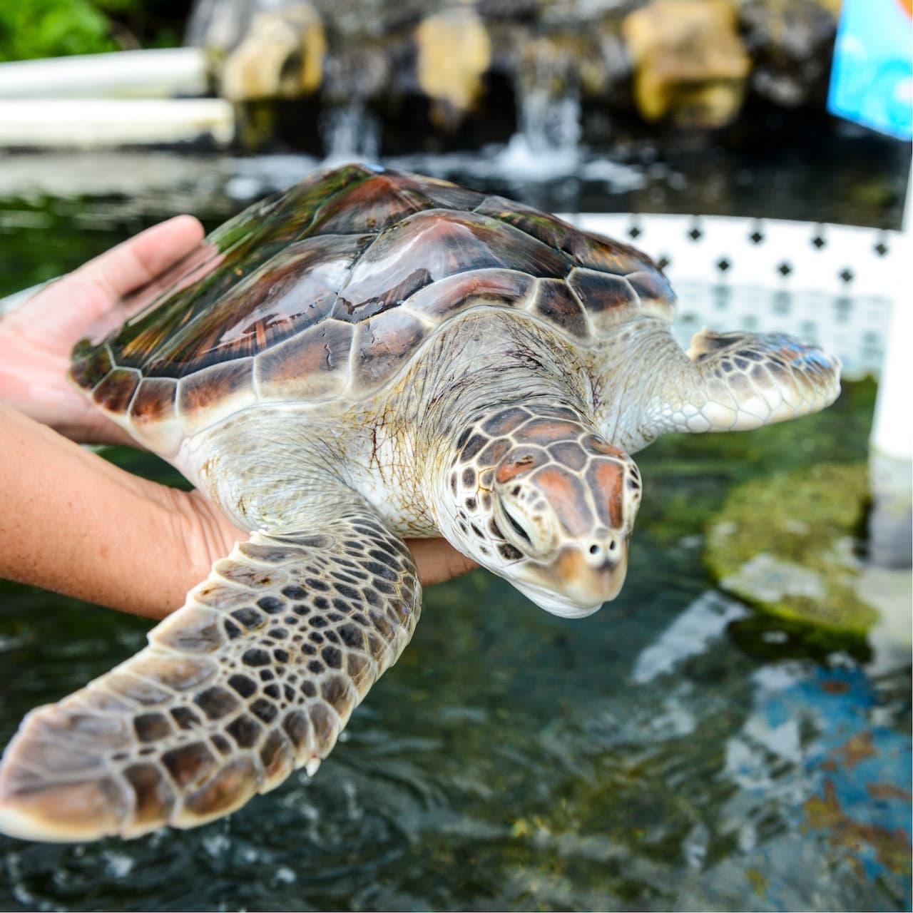 Sea Life Park Hawaii - image 2
