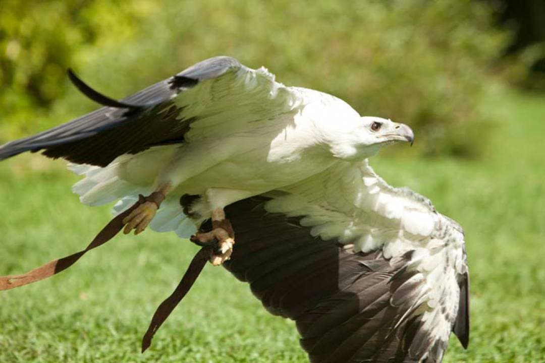 Bali Bird Park Ticket - image 18