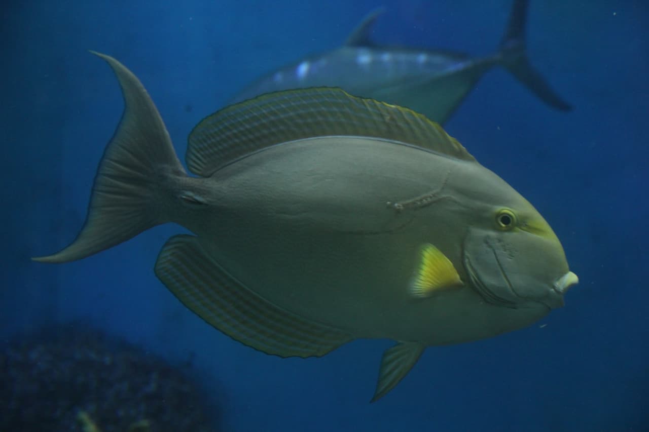 Underwater World Langkawi Ticket - image 12