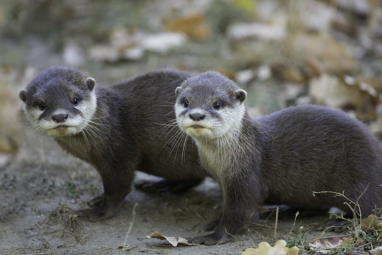Thoiry ZooSafari: Skip The Line - image 9