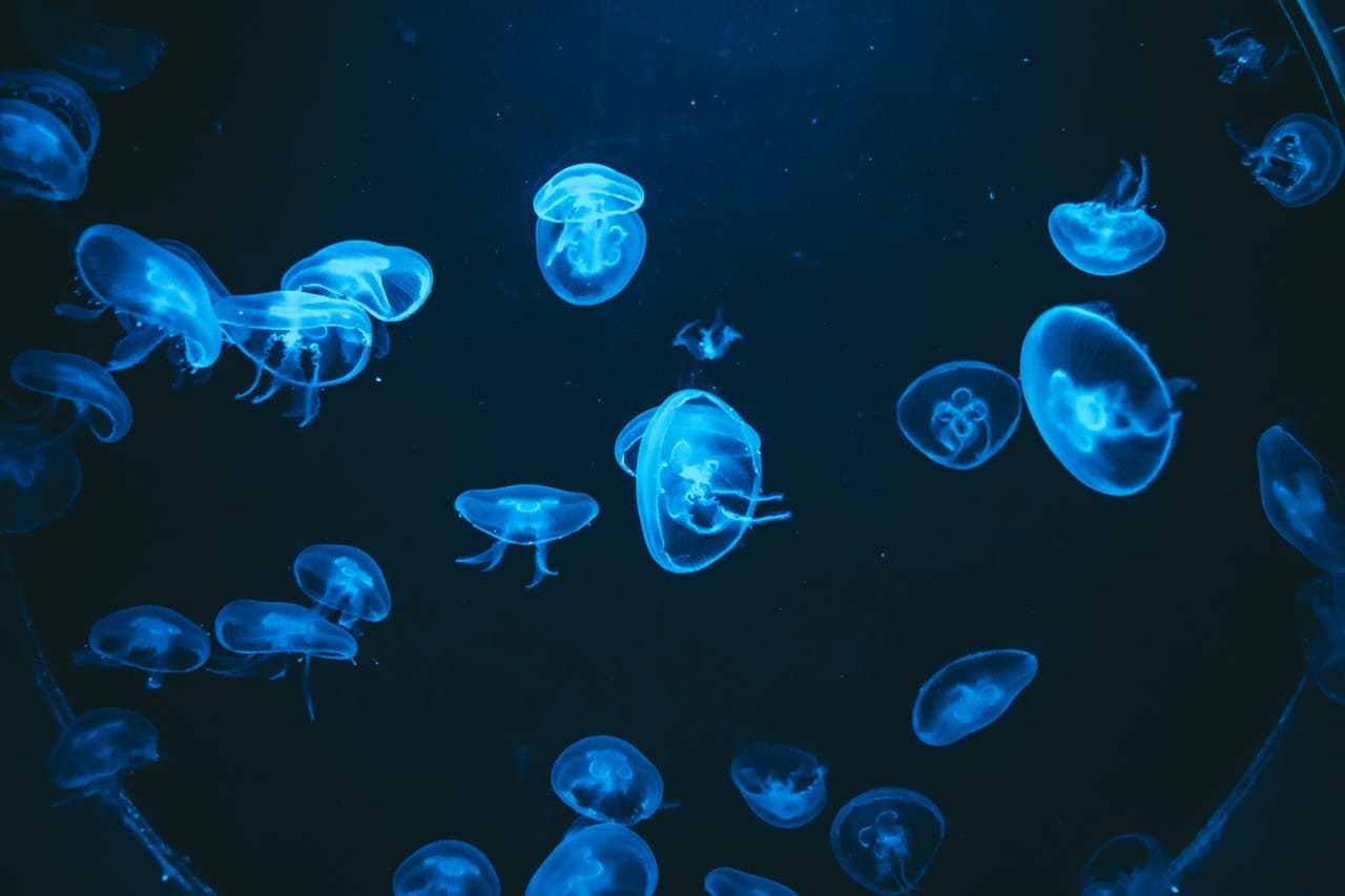 Entrada para el Acuario de Barcelona - imagen 5