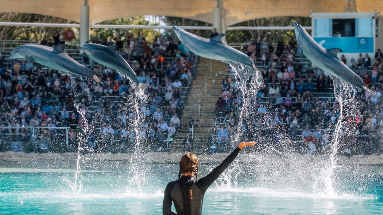 Sea World Gold Coast Ticket - main image