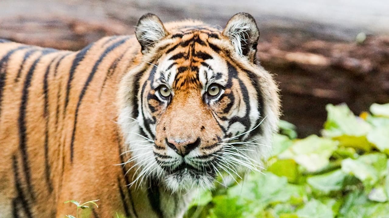 London Zoo - image 2