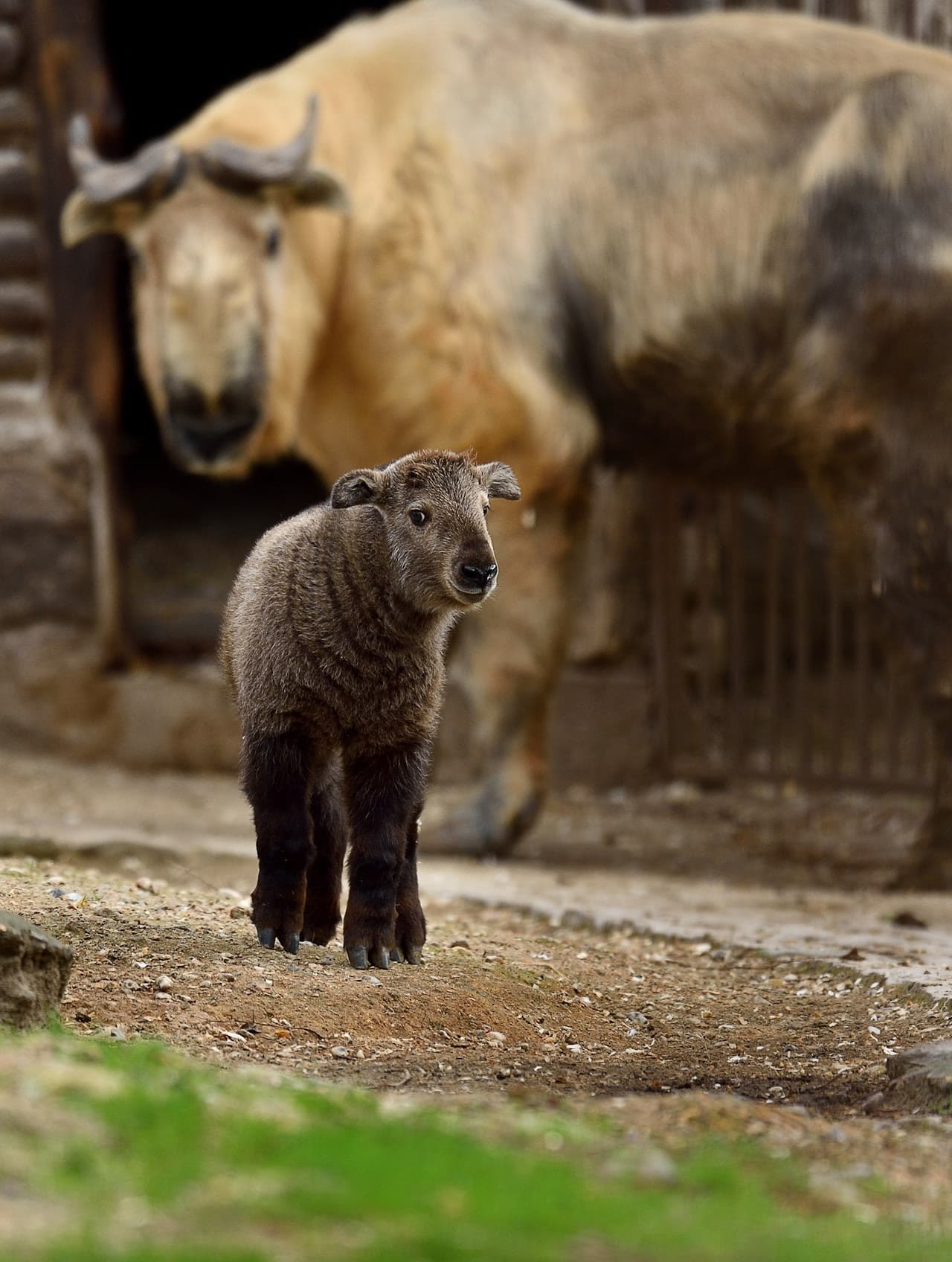 Ménagerie, zoológico del Jardin des Plantes - imagen 5