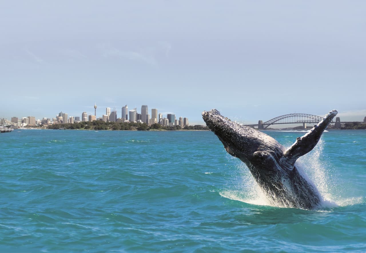 Sydney Whale Watching Cruise with Breakfast or Lunch with Sydney Princess Cruises - imagen 2
