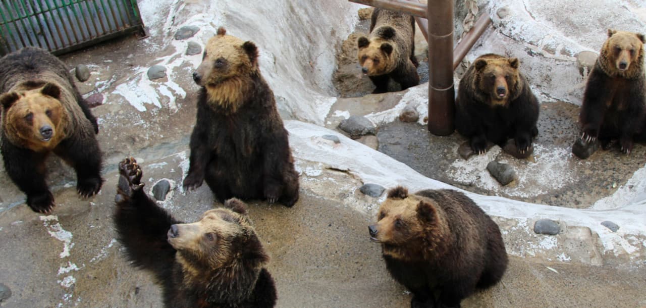 Entrada para Hokkaido Noboribetsu Bear Park - imagen principal