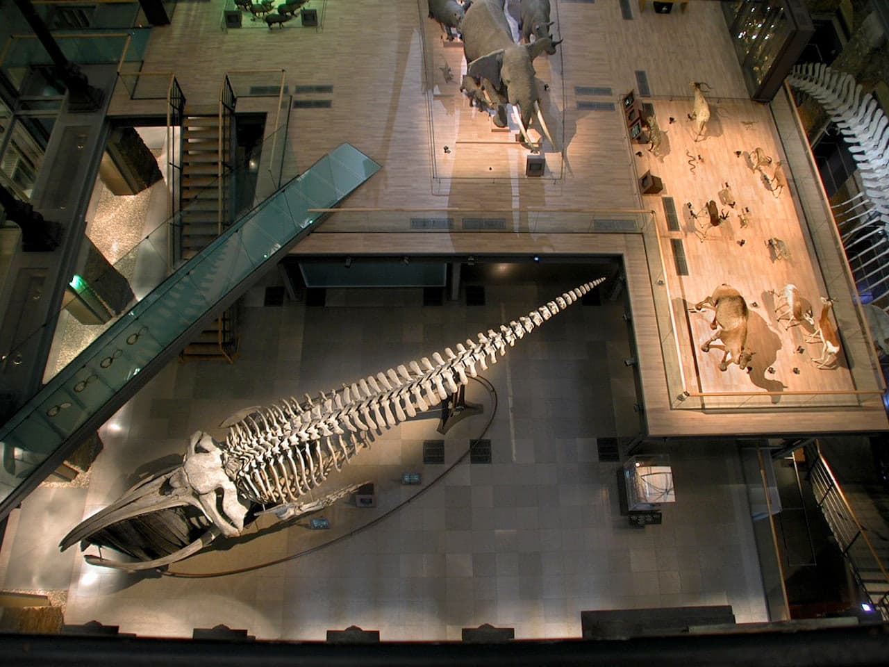 Grande Galerie de l'Évolution: Skip The Line - image 4