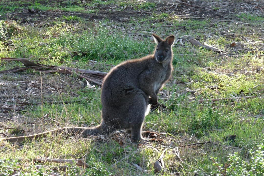 Phillip Island with Penguin Parade Eco Tour - image 10