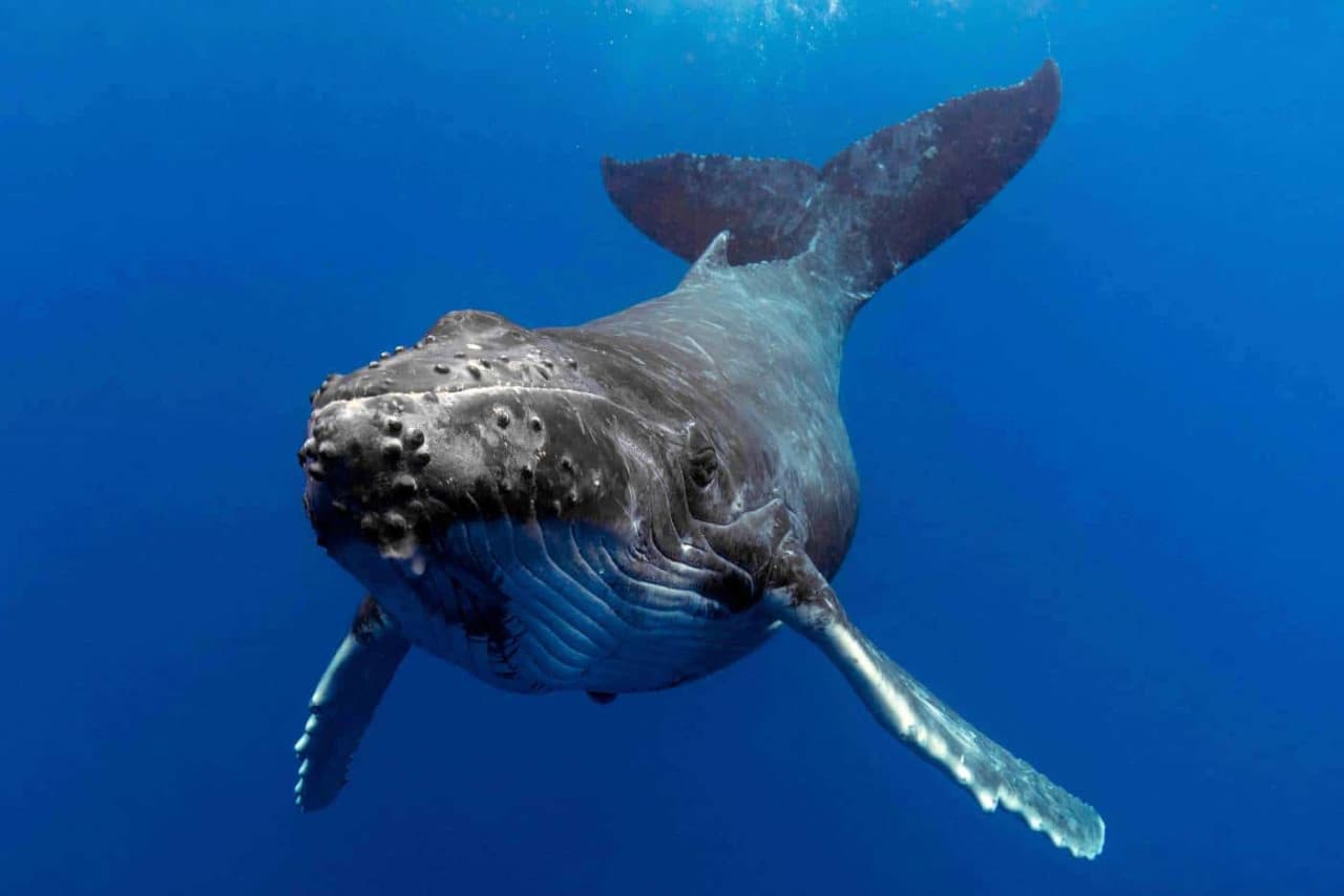 Gold Coast Whale Watching Cruise aboard Sea World Cruises - image 5