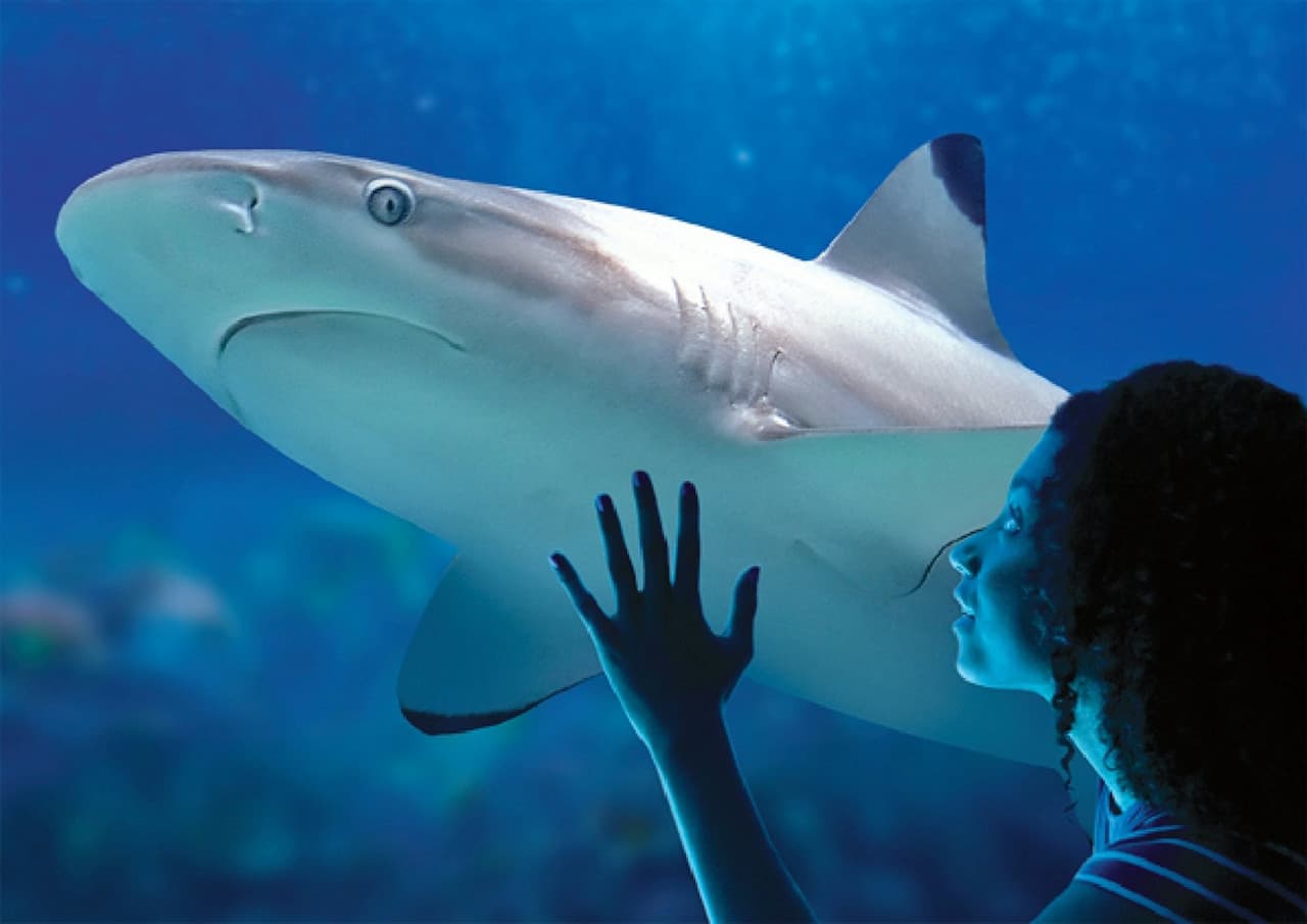 SEA LIFE Benalmádena Ticket - image 3