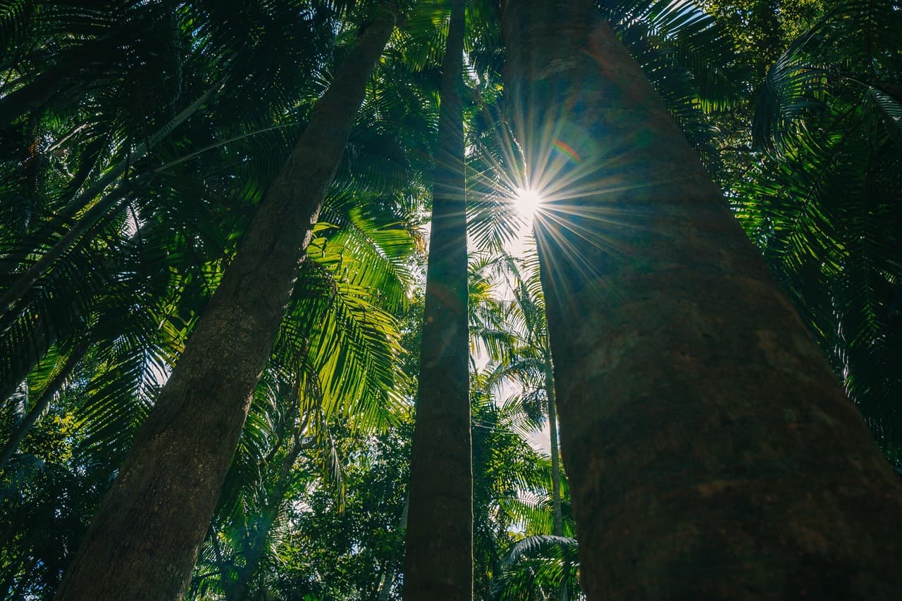 Tamborine Mountain Guided Walk and Wine Tasting Tour - imagen 10