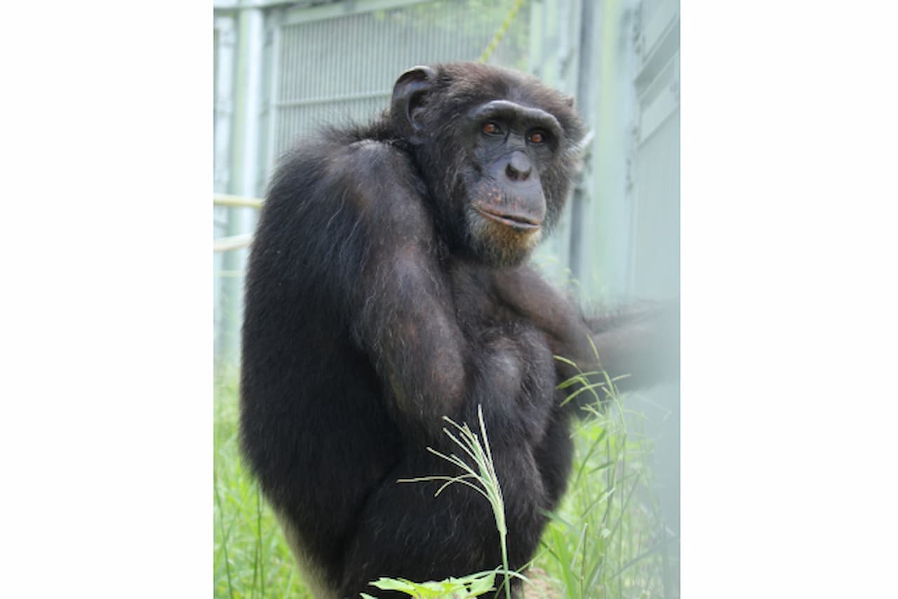 Entrada para Okinawa Zoo & Museum - imagen 6