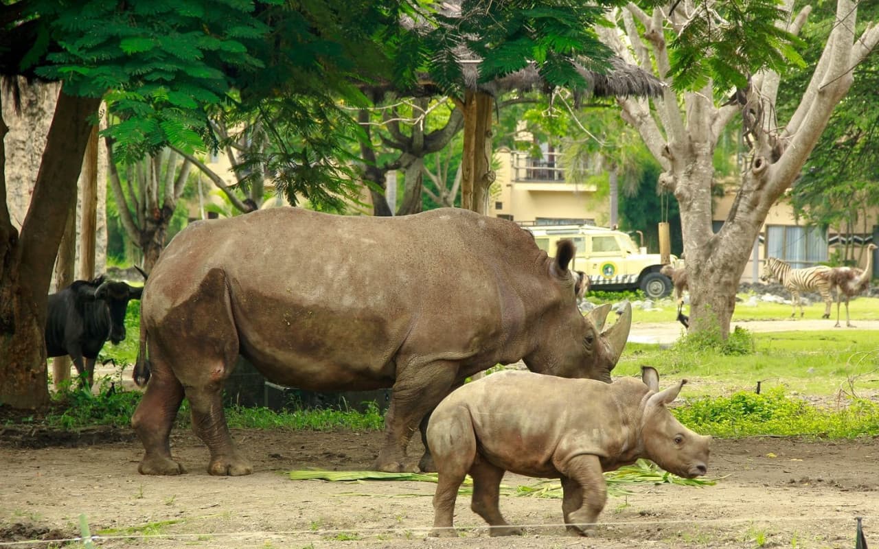 Entrada a Bali Safari Park - imagen 6