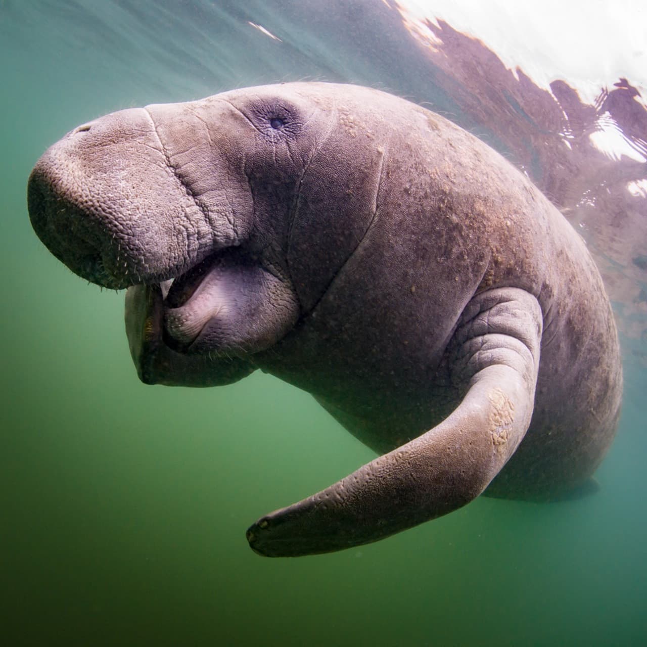 Florida Nature Coast Tour: Crystal River with Manatees Snorkelling, Homosassa State Park - imagen 6