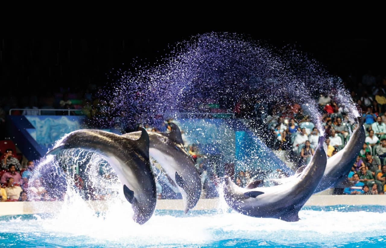 COMBO: Dubai Dolphinarium + Dubai Crocodile Park Tickets - main image