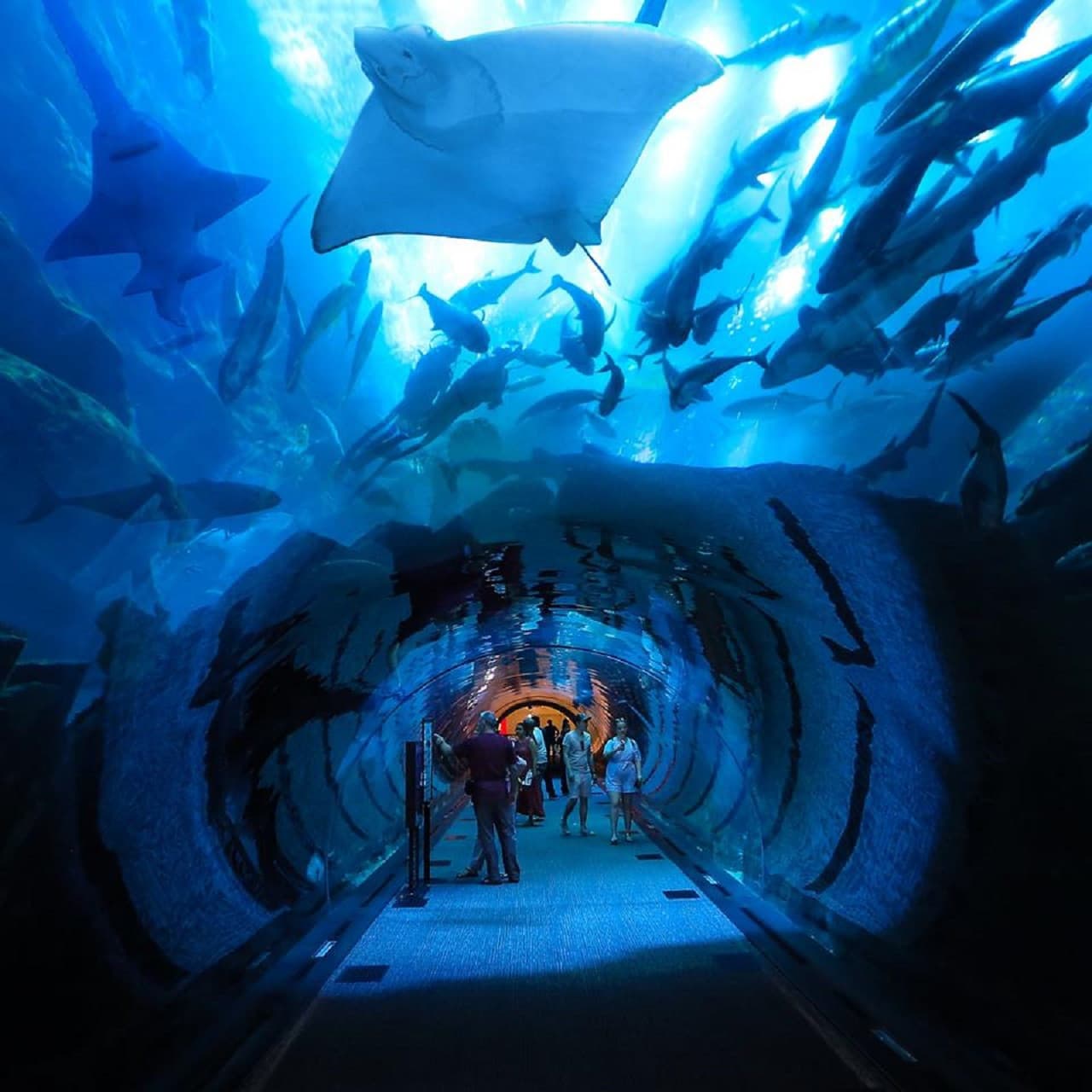 Entrada para Dubai Aquarium and Underwater Zoo - imagen 11