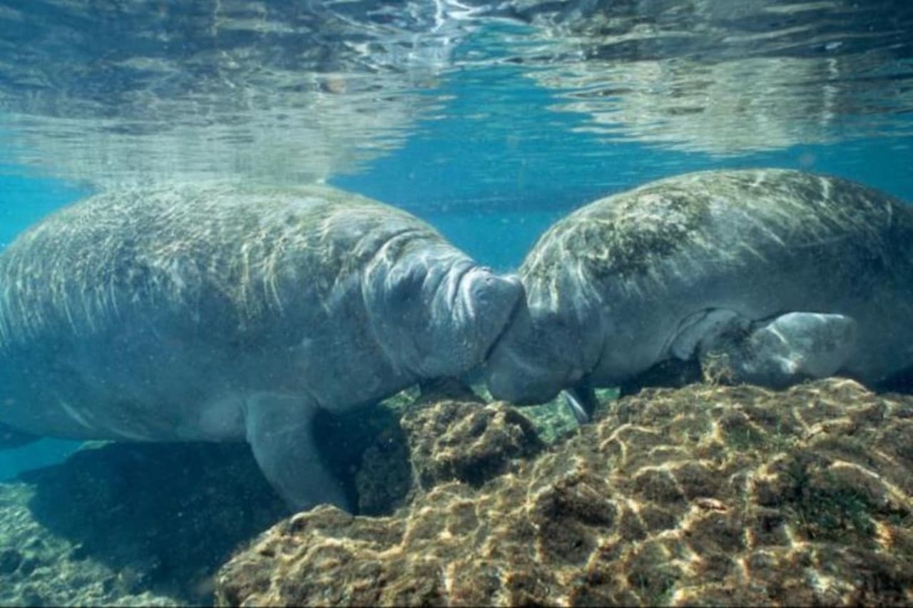 Florida Nature Coast Tour: Crystal River with Manatees Snorkelling, Homosassa State Park - imagen 3