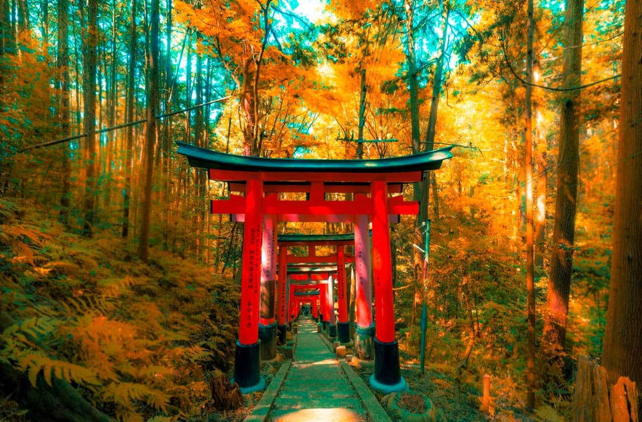 Kyoto Full-Day Tour: Nijo Castle, Kinkaku-ji,  Fushimi Inari Taisha, Kiyomizu-dera Temple - image 11