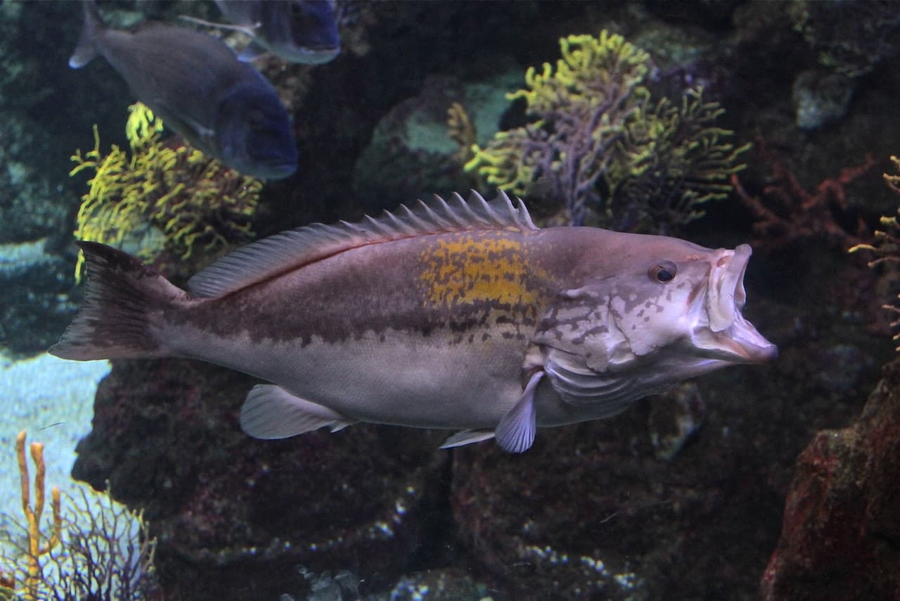 Barcelona Aquarium Ticket - image 3