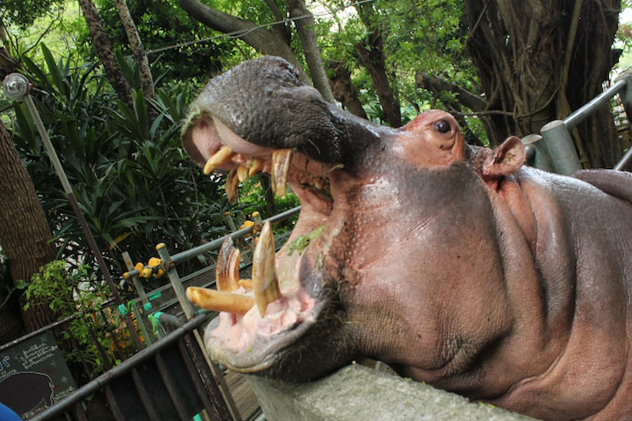 Okinawa Zoo & Museum Ticket - image 7