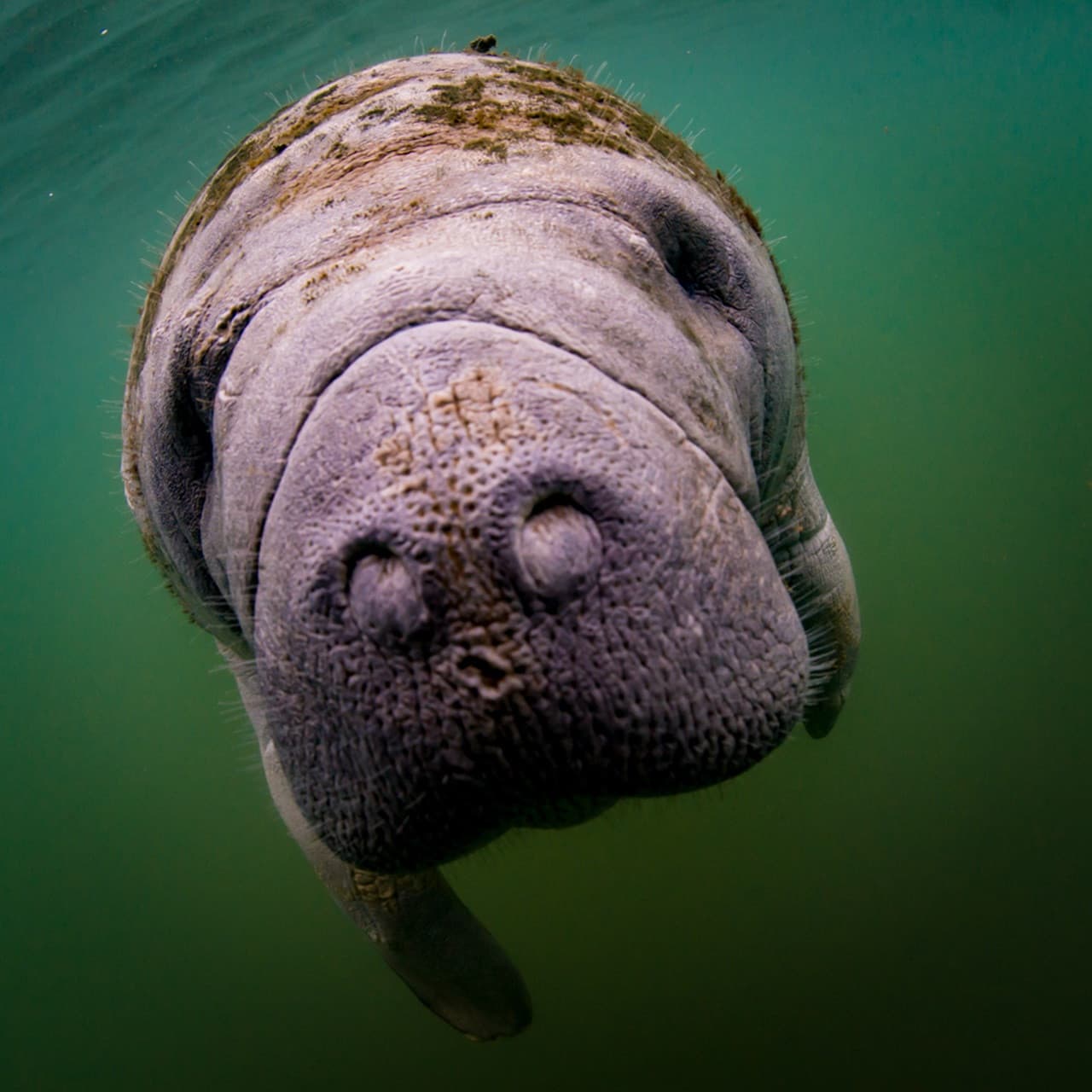 Florida Nature Coast Tour: Crystal River with Manatees Snorkelling, Homosassa State Park - imagen 7