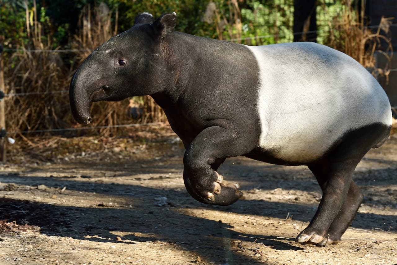 Ménagerie, zoológico del Jardin des Plantes - imagen 2
