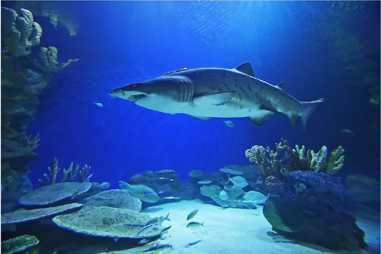 Entrada para Dubai Aquarium and Underwater Zoo - imagen 7