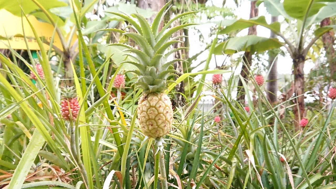 Okinawa Nago Pineapple Park - image 9