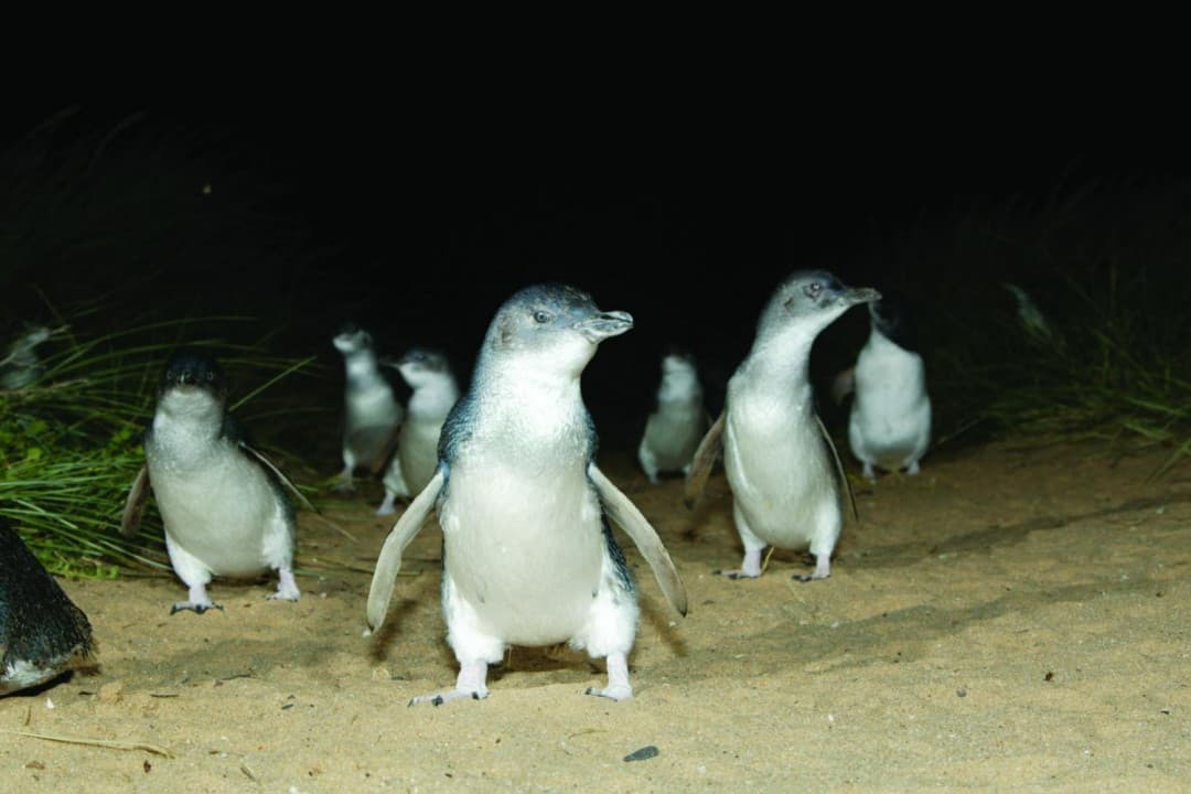 Phillip Island with Penguin Parade Eco Tour - image 8