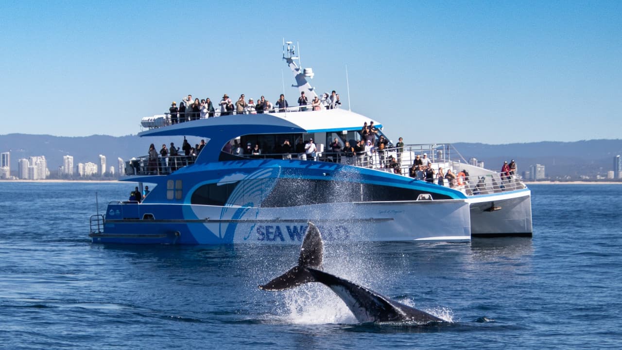 Crucero de avistamiento de ballenas en Gold Coast a bordo de Sea World Cruises - imagen principal