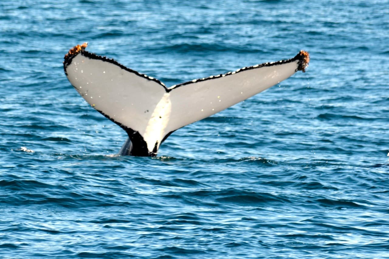Sydney Whale Watching Cruise with Breakfast or Lunch with Sydney Princess Cruises - imagen 14