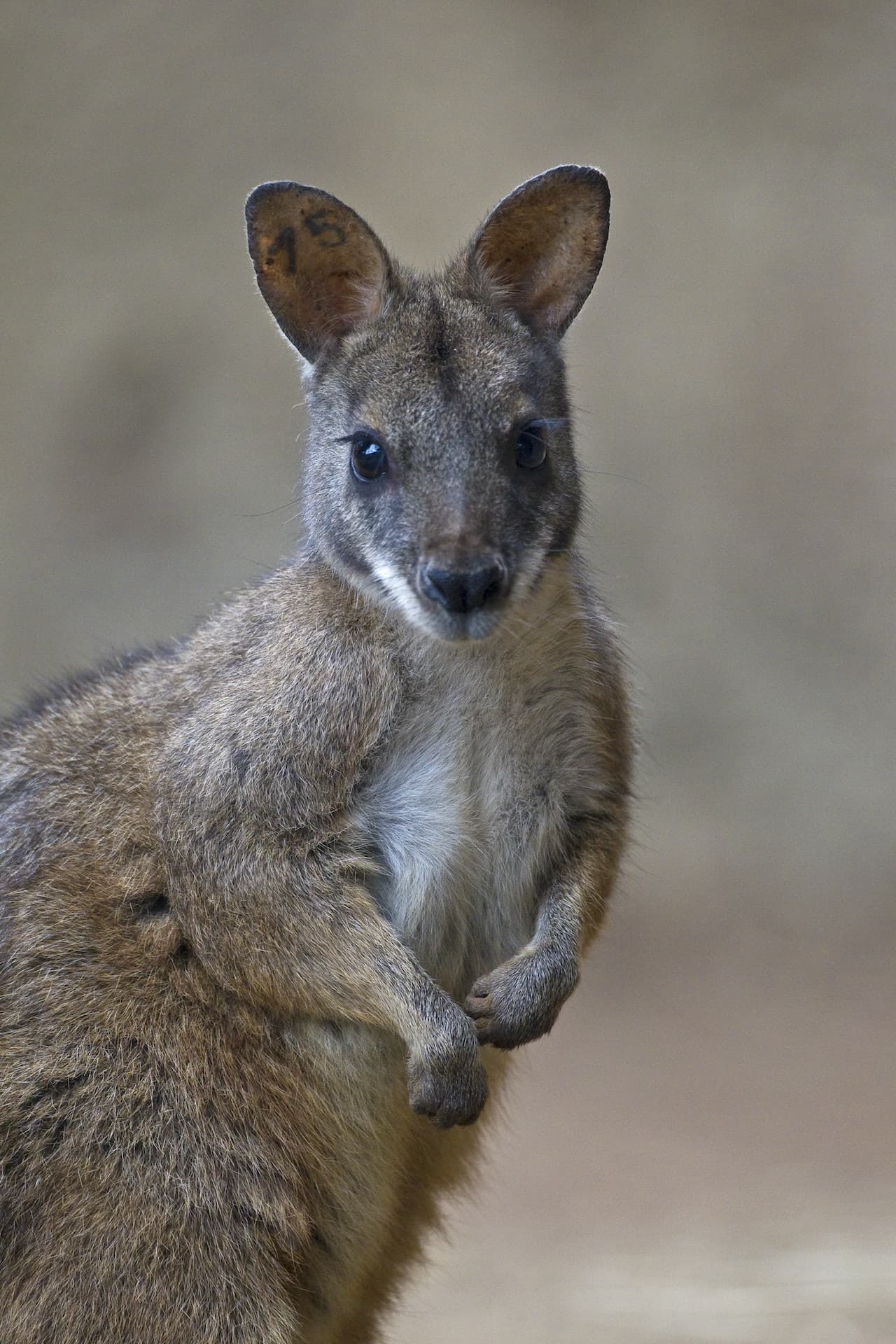 San Diego Zoo - image 6