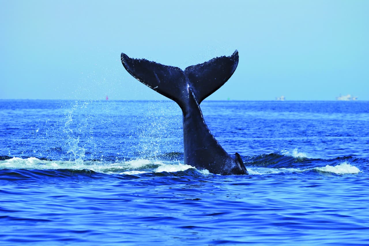 Sydney Whale Watching Cruise with Breakfast or Lunch with Sydney Princess Cruises - imagen 5