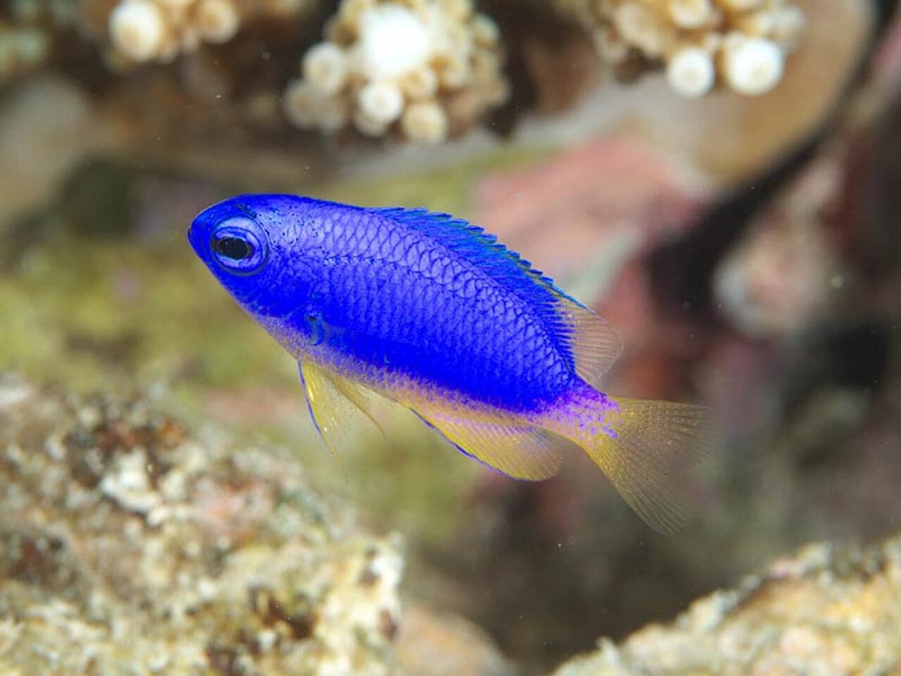Okinawa Miyakojima Undersea Park - image 6