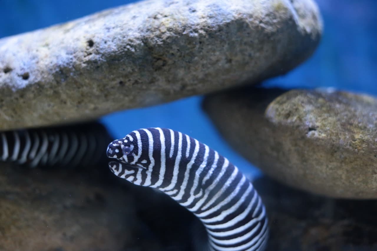 Underwater World Langkawi Ticket - image 16