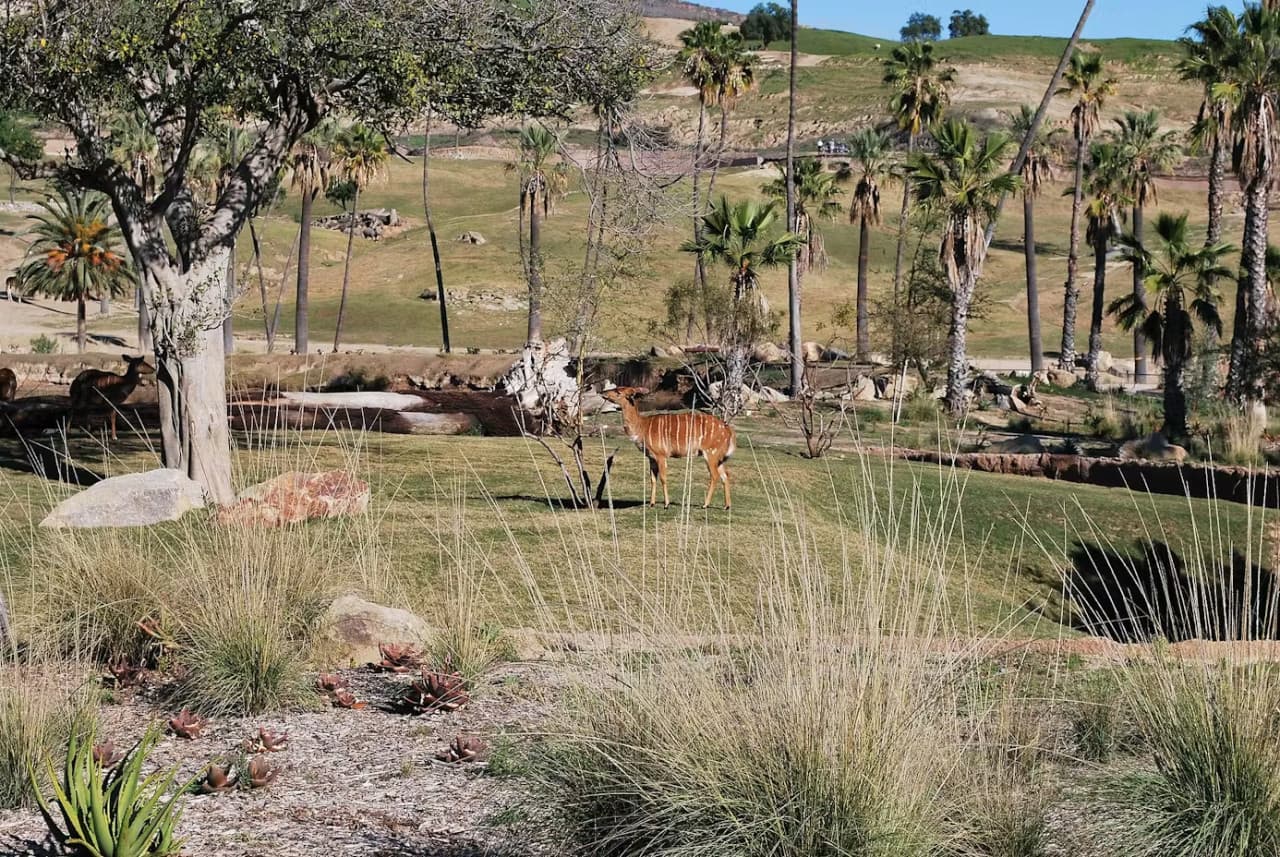 2-Visit Pass: San Diego Zoo + San Diego Zoo Safari Park Tickets - image 14