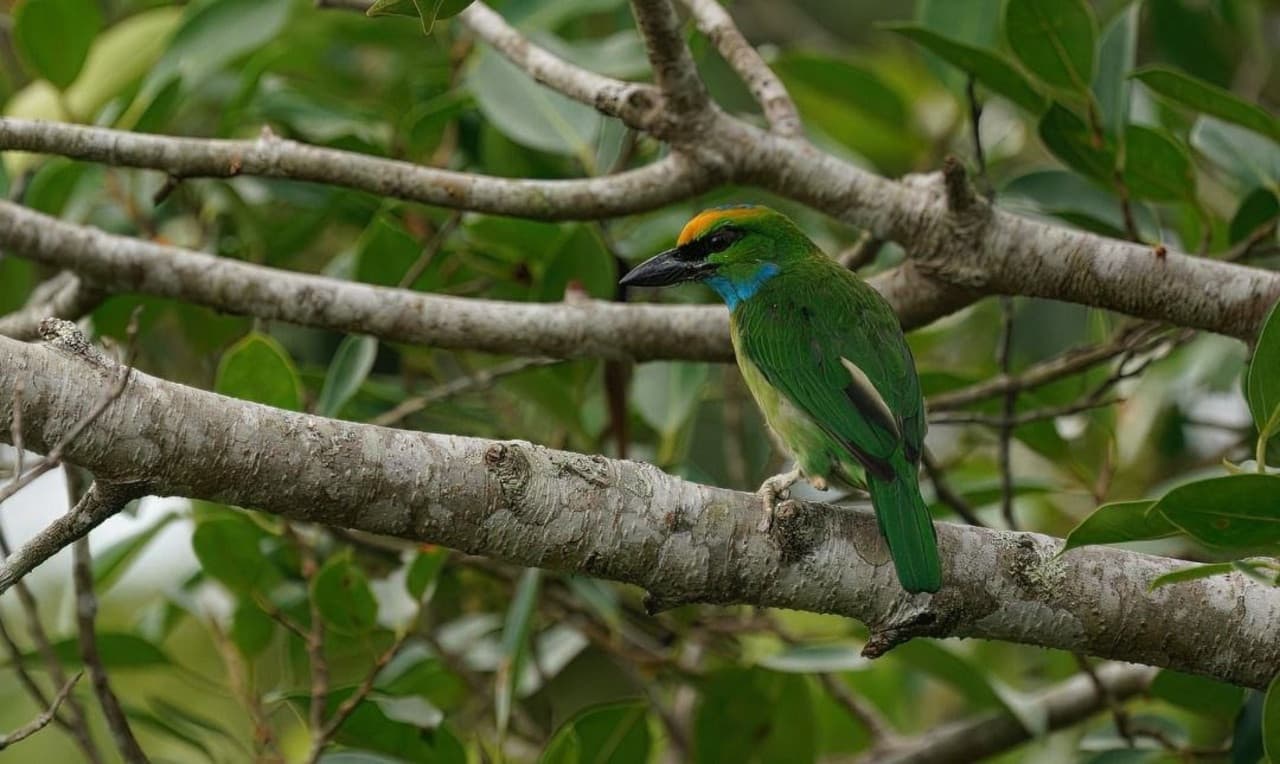 Langkawi Birdwatching Experience Tour - Half Day - image 8