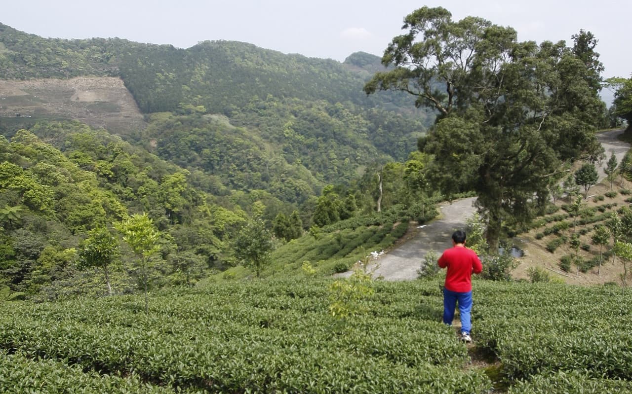 Thousand Island Lake and Pinglin Tea Plantation Tour - image 4