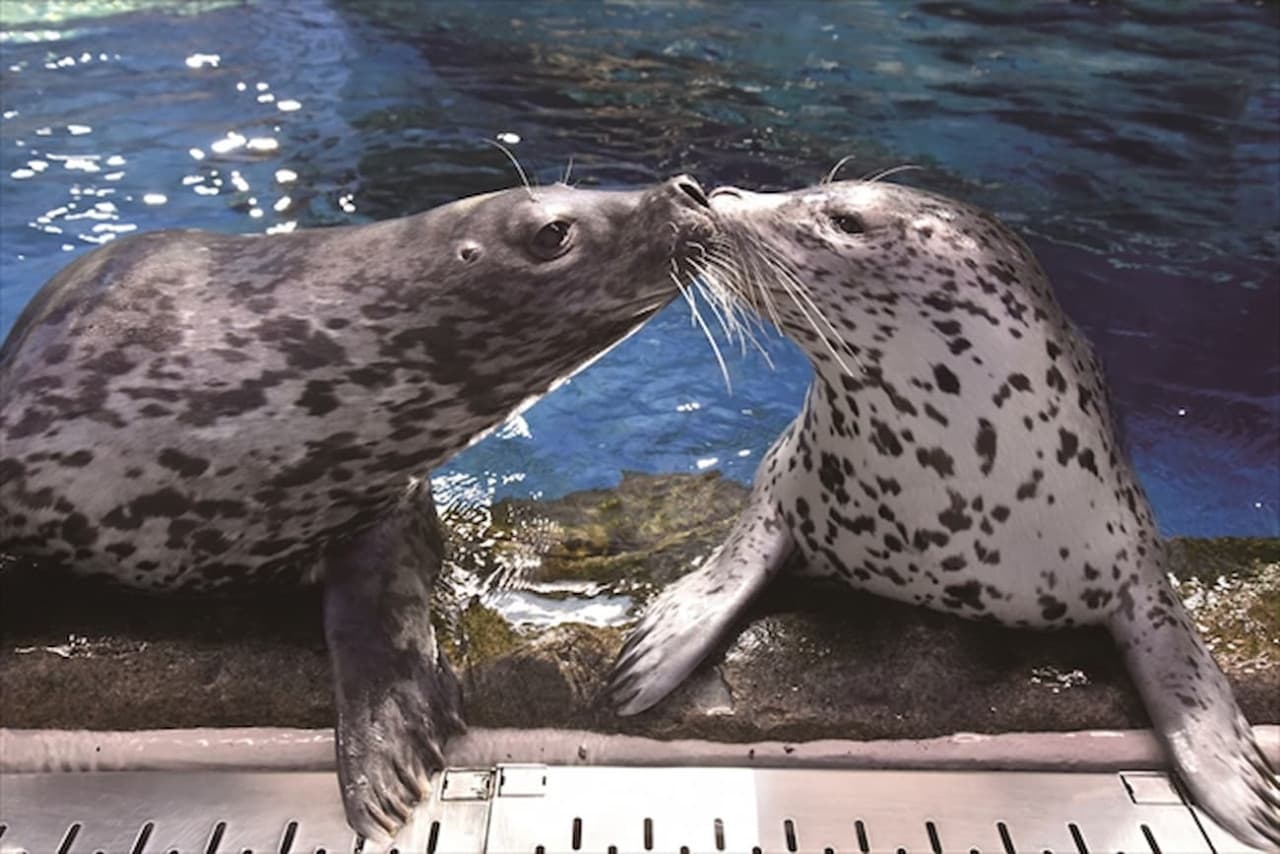 Enoshima Aquarium Ticket - image 5
