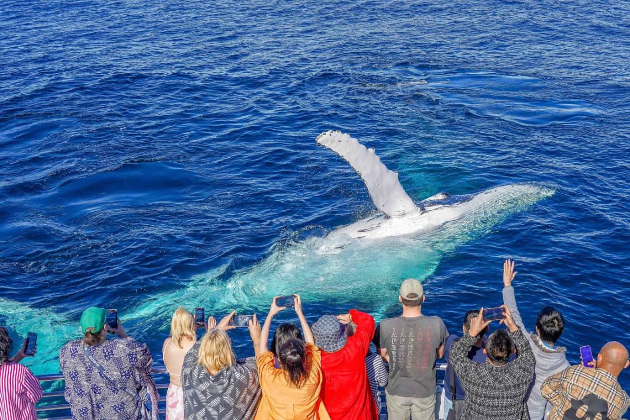 Crucero de avistamiento de ballenas en Gold Coast a bordo de Sea World Cruises - imagen 4
