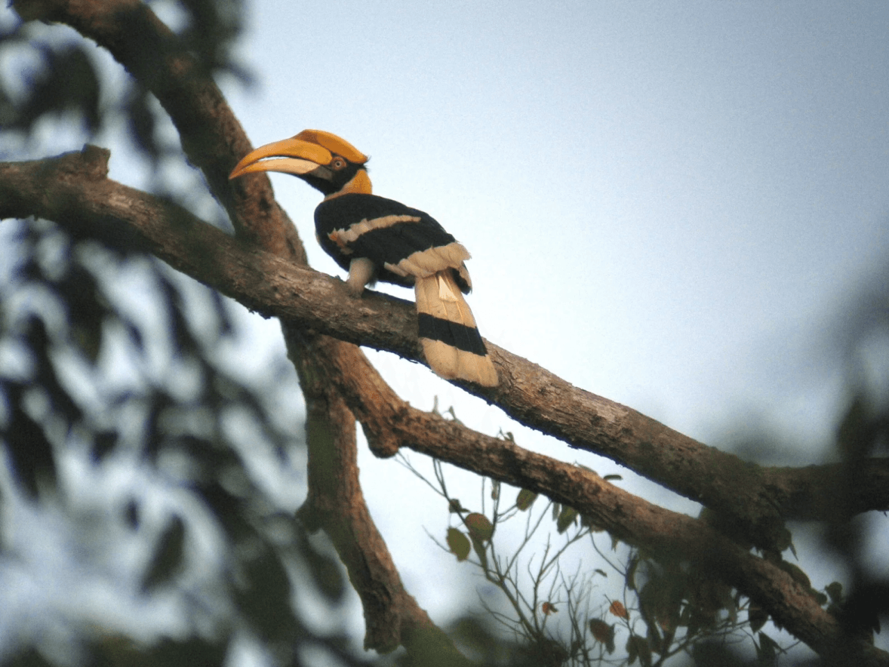 Langkawi Rainforest After Dark - image 3