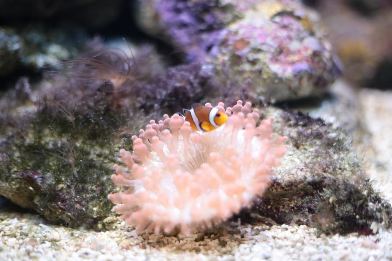 Underwater World Langkawi Ticket - image 5