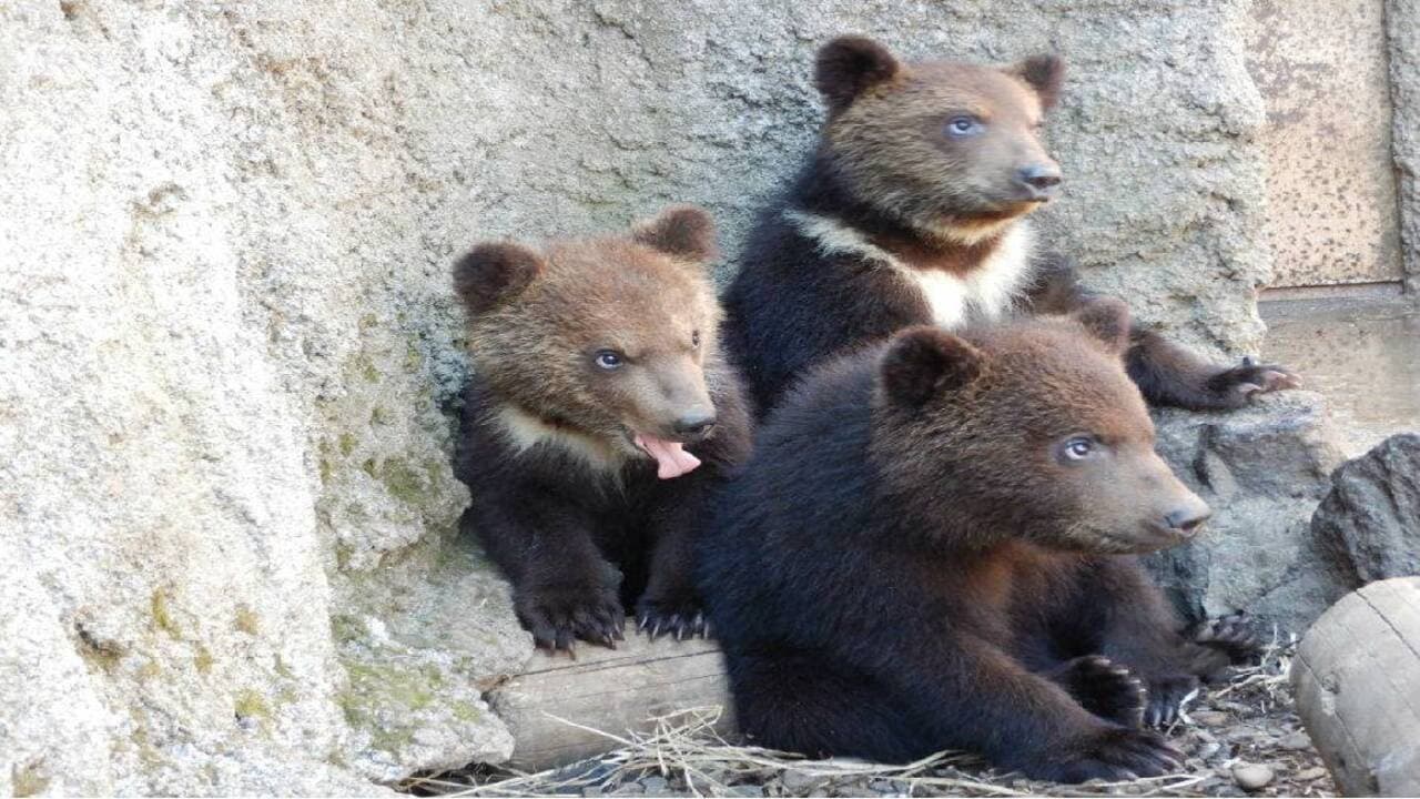 Entrada para Hokkaido Noboribetsu Bear Park - imagen 3