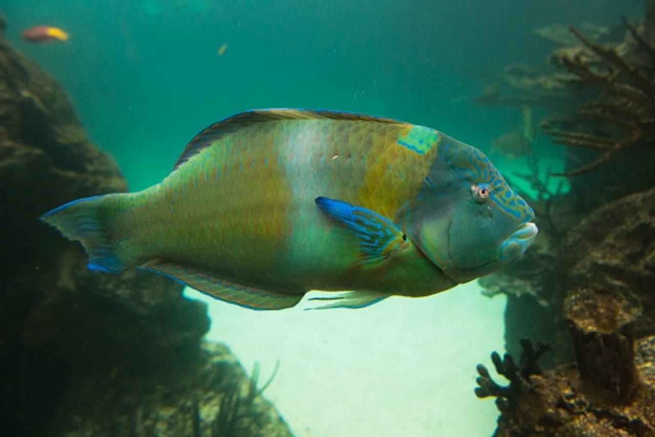 New York Aquarium - imagen 3