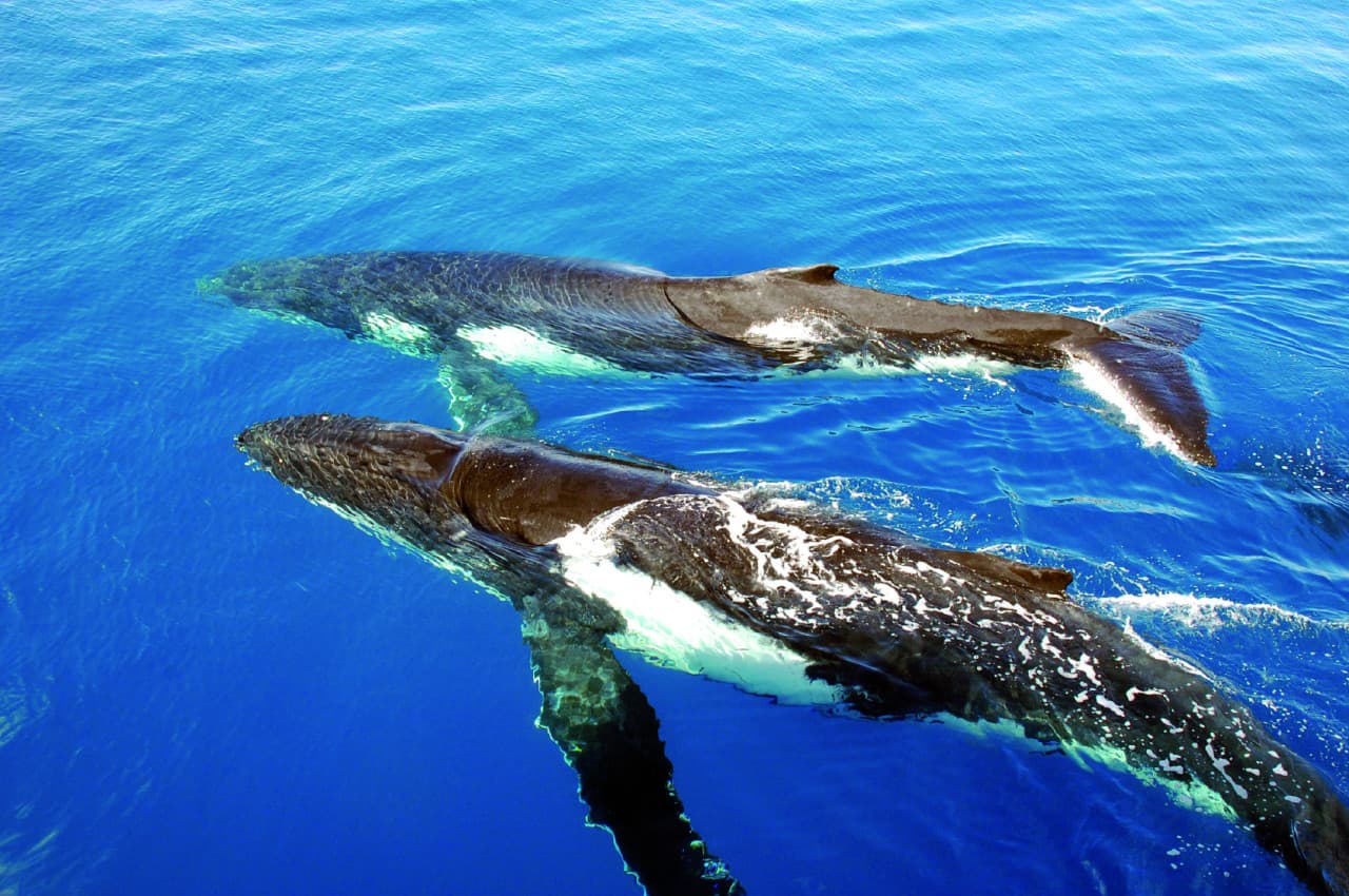 Sydney Whale Watching Cruise with Breakfast or Lunch with Sydney Princess Cruises - imagen 6