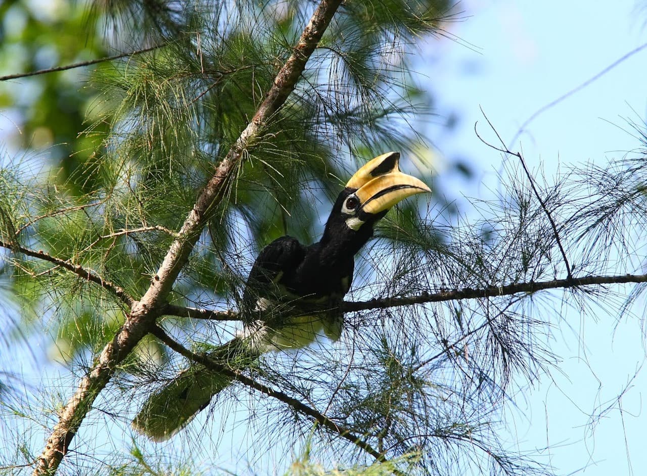 Langkawi Birdwatching Experience Tour - Half Day - image 2